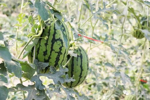 西华网红吃瓜,揭秘网络红人的幕后故事  第2张